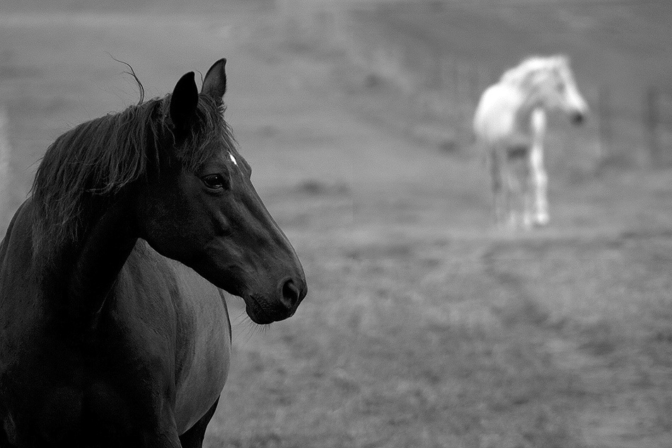 Atmospheric landscapes, horses, butterfies. Alexander Kozhukhov