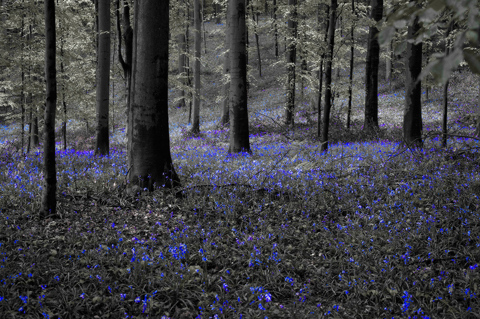 , photo, фото, blue forest, голубой лес