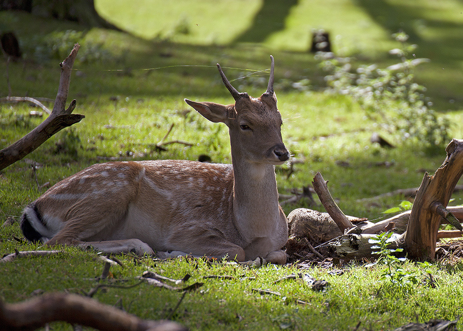 Животные. Атмосферные пейзажи, лошади, бабочки, Александр Кожухов