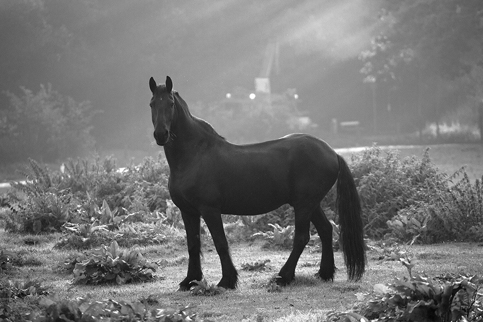 лошади, horses, Pferde