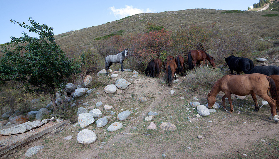 лошади, horses, Pferde