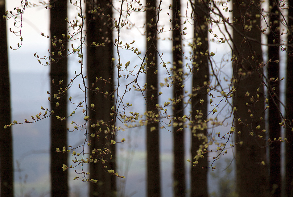 landscape, Landschaft, пейзаж, Германия, Germany, Deutschland, NRW, photo, фото