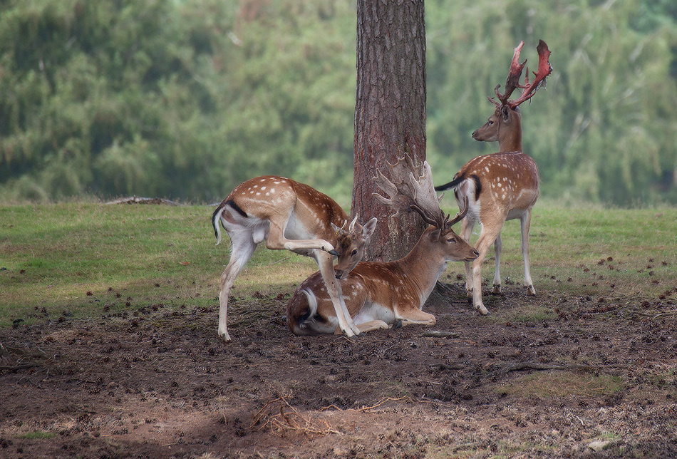 Atmospheric landscapes, horses, butterfies. Alexander Kozhukhov