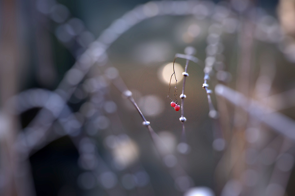 Цветы. Атмосферные пейзажи, лошади, бабочки, Александр Кожухов