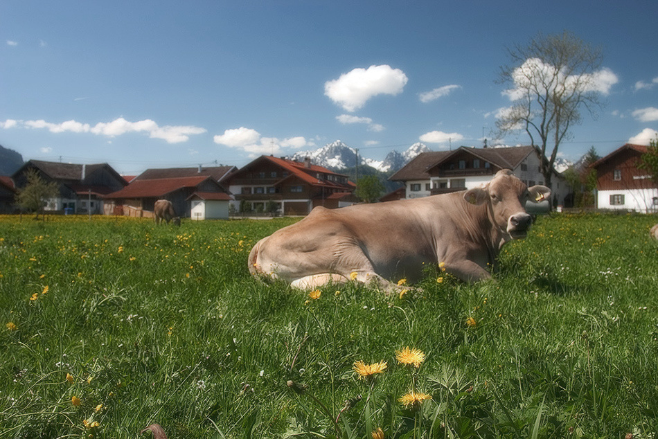 Животные. Атмосферные пейзажи, лошади, бабочки, Александр Кожухов