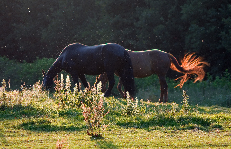 лошади, horses, Pferde