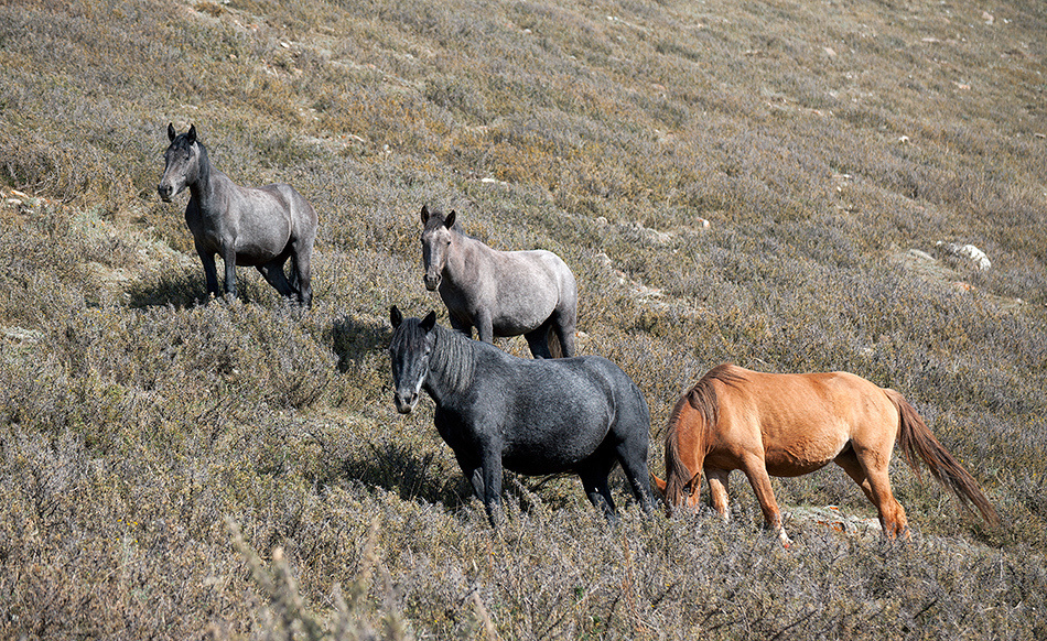 лошади, horses, Pferde