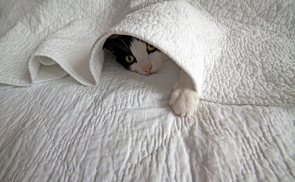 Животные. Атмосферные пейзажи, лошади, бабочки, Александр Кожухов