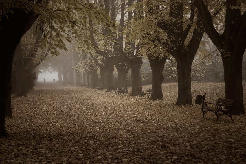 landscape, Landschaft, пейзаж, Германия, Germany, Deutschland, NRW, Romberg Park, photo, фото