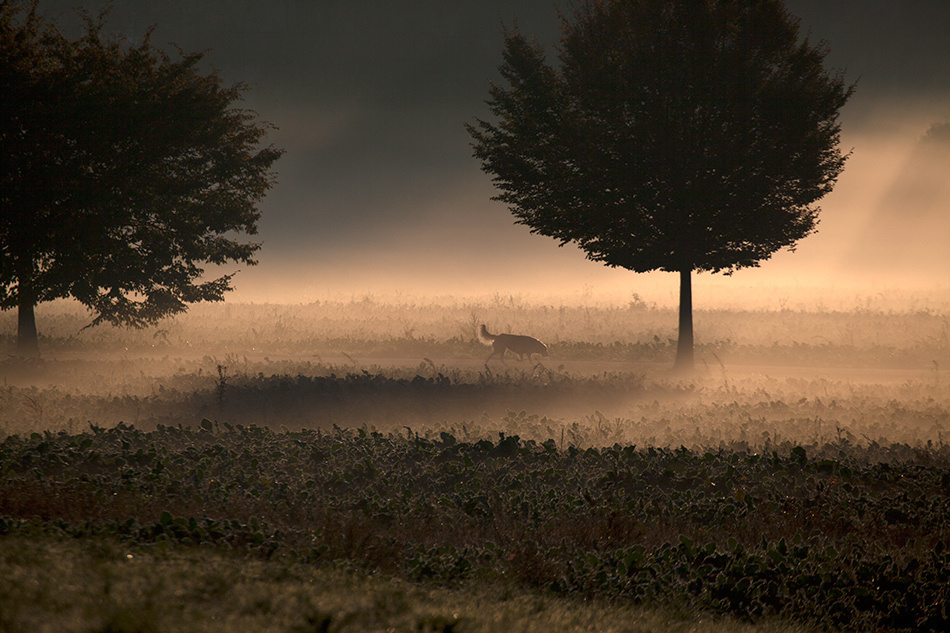 landscape, Landschaft, пейзаж, Германия, Germany, Deutschland, NRW, photo, фото