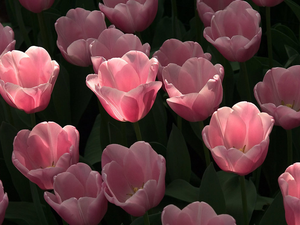 Цветы. Атмосферные пейзажи, лошади, бабочки, Александр Кожухов