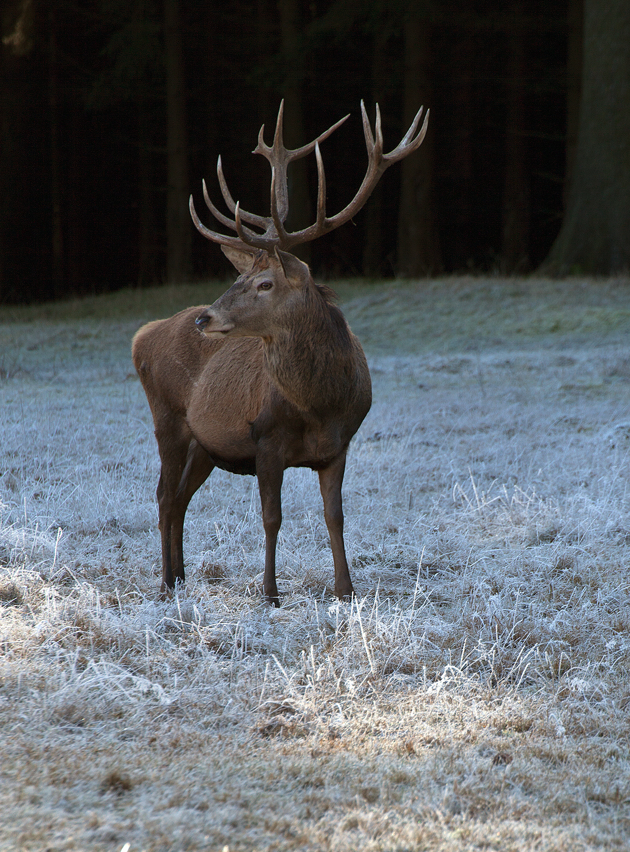 Животные. Атмосферные пейзажи, лошади, бабочки, Александр Кожухов