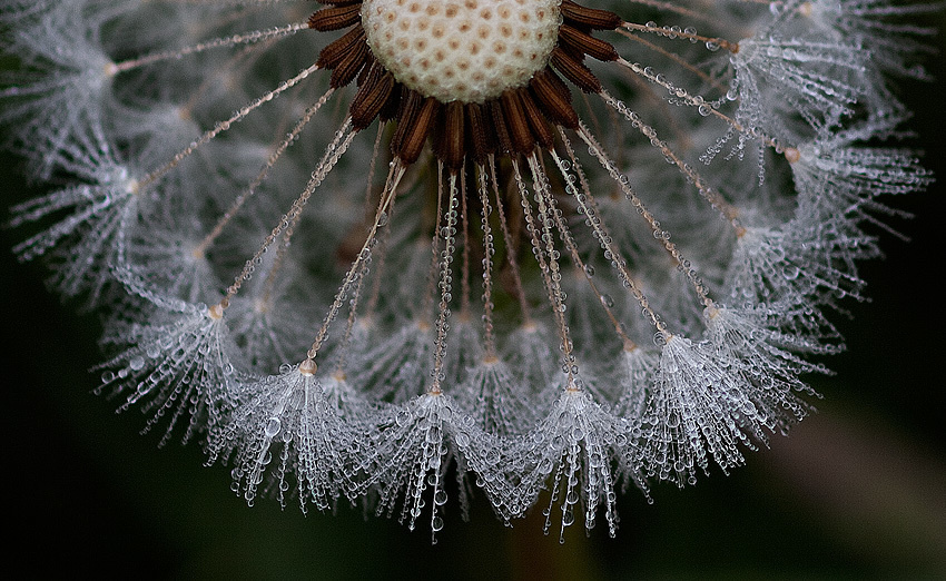 Цветы. Атмосферные пейзажи, лошади, бабочки, Александр Кожухов