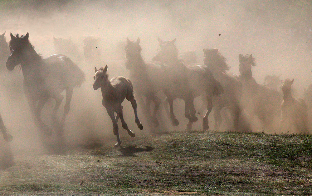 лошади, horses, Pferde