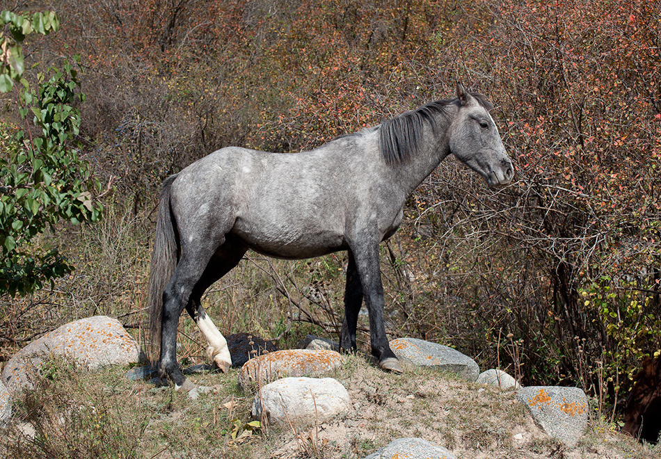 лошади, horses, Pferde