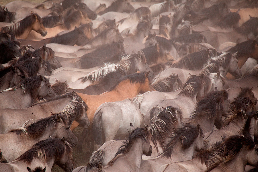 лошади, horses, Pferde