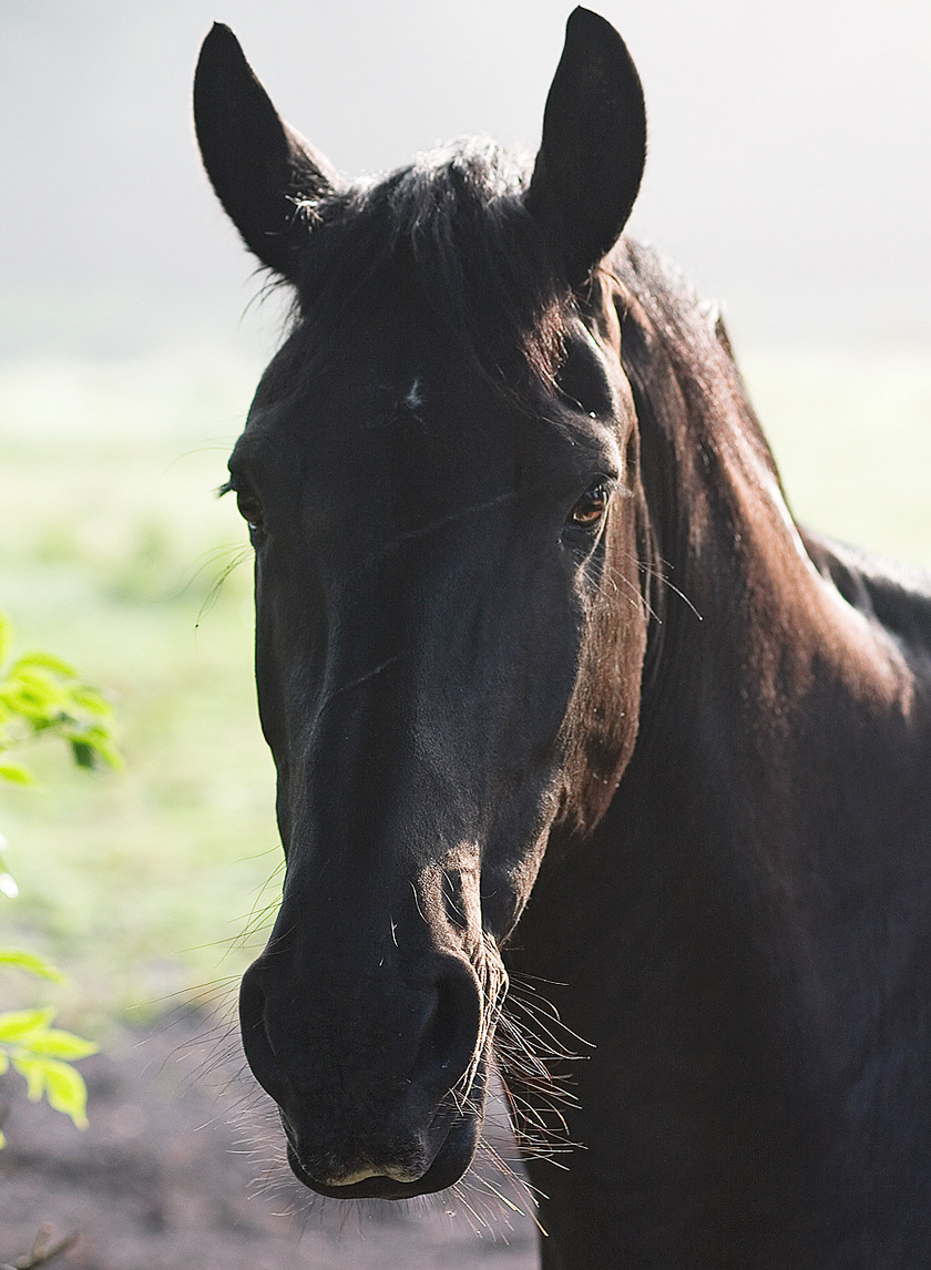 лошади, horses, Pferde