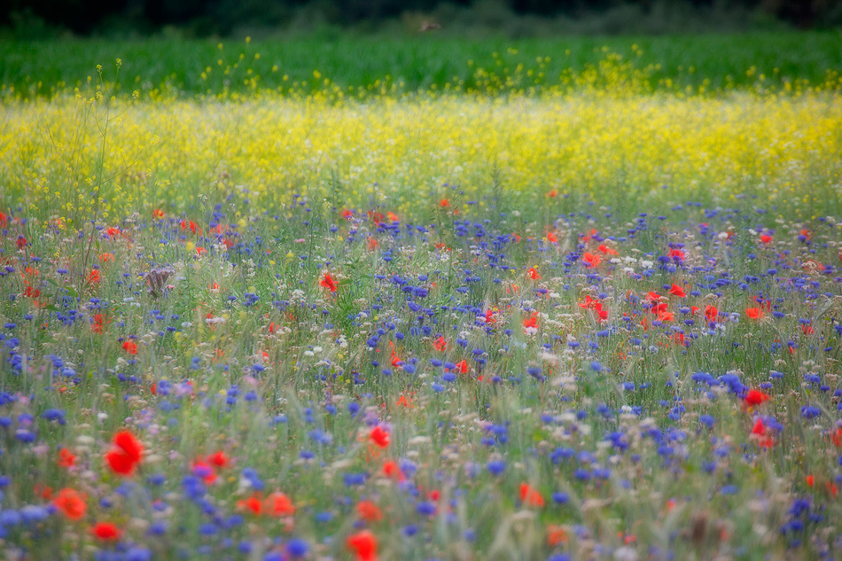 landscape, Landschaft, пейзаж, photo, фото