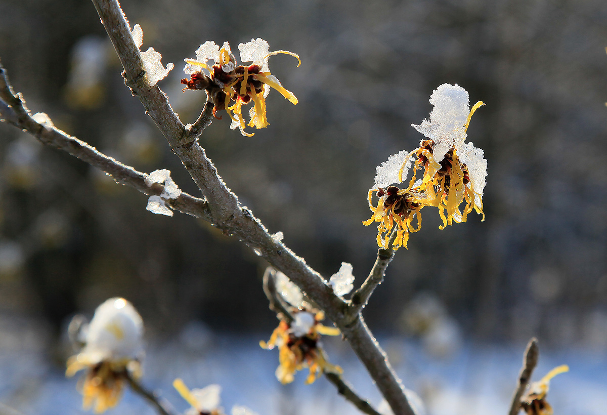 Цветы. Атмосферные пейзажи, лошади, бабочки, Александр Кожухов