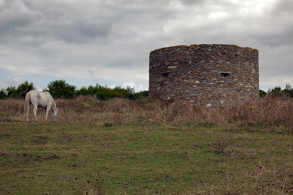 лошади, horses, Pferde