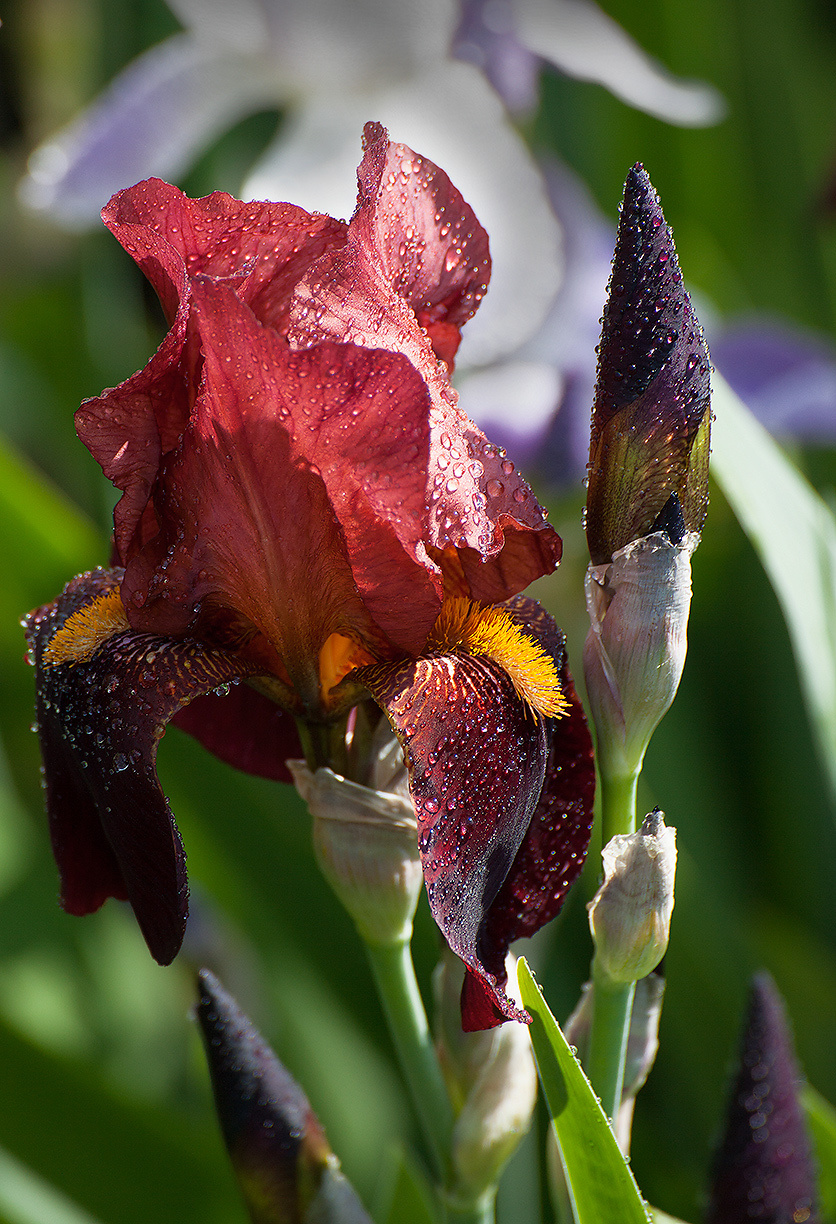 Цветы. Атмосферные пейзажи, лошади, бабочки, Александр Кожухов