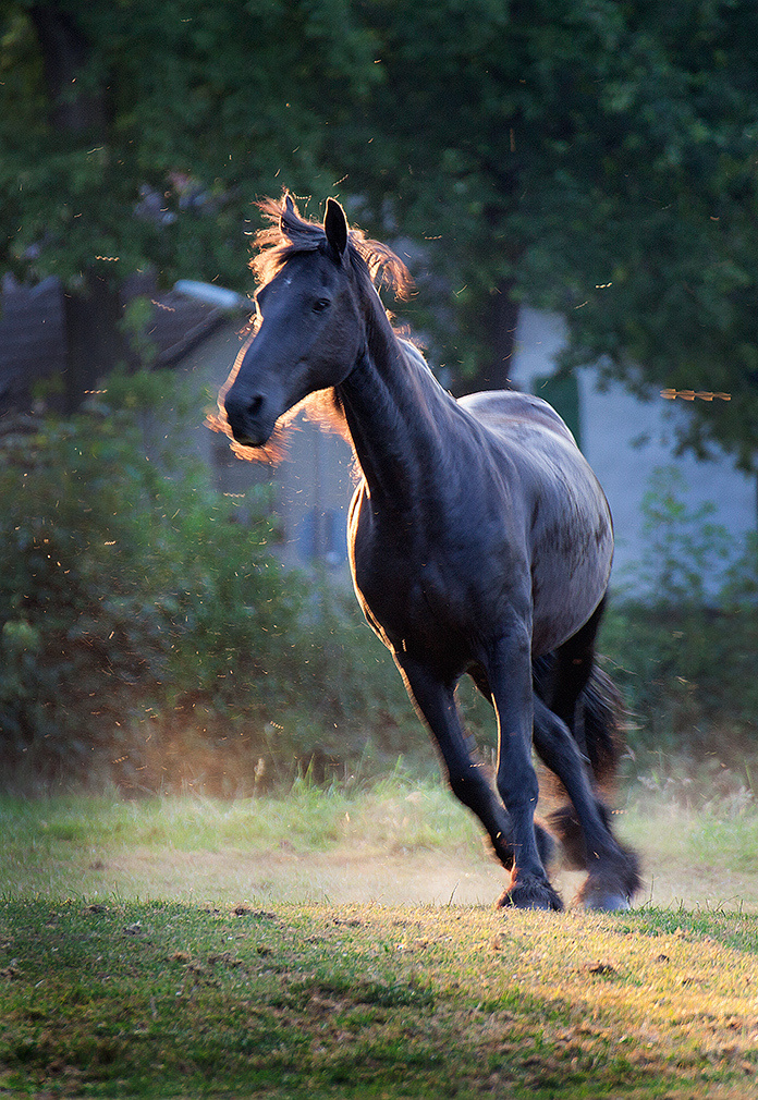 лошади, horses, Pferde