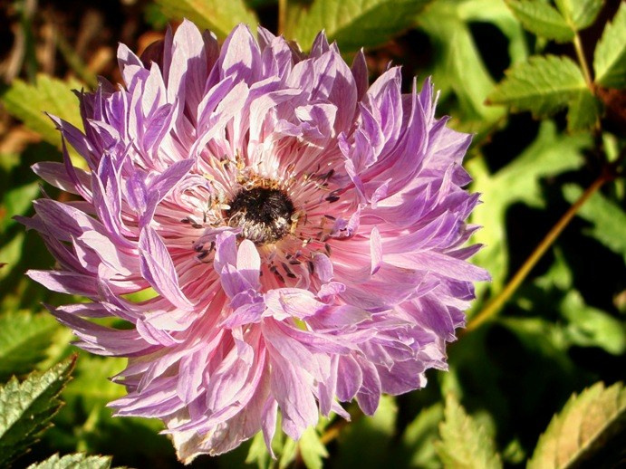 Самые первые мои фотографии. Елена Берсенева, фотограф