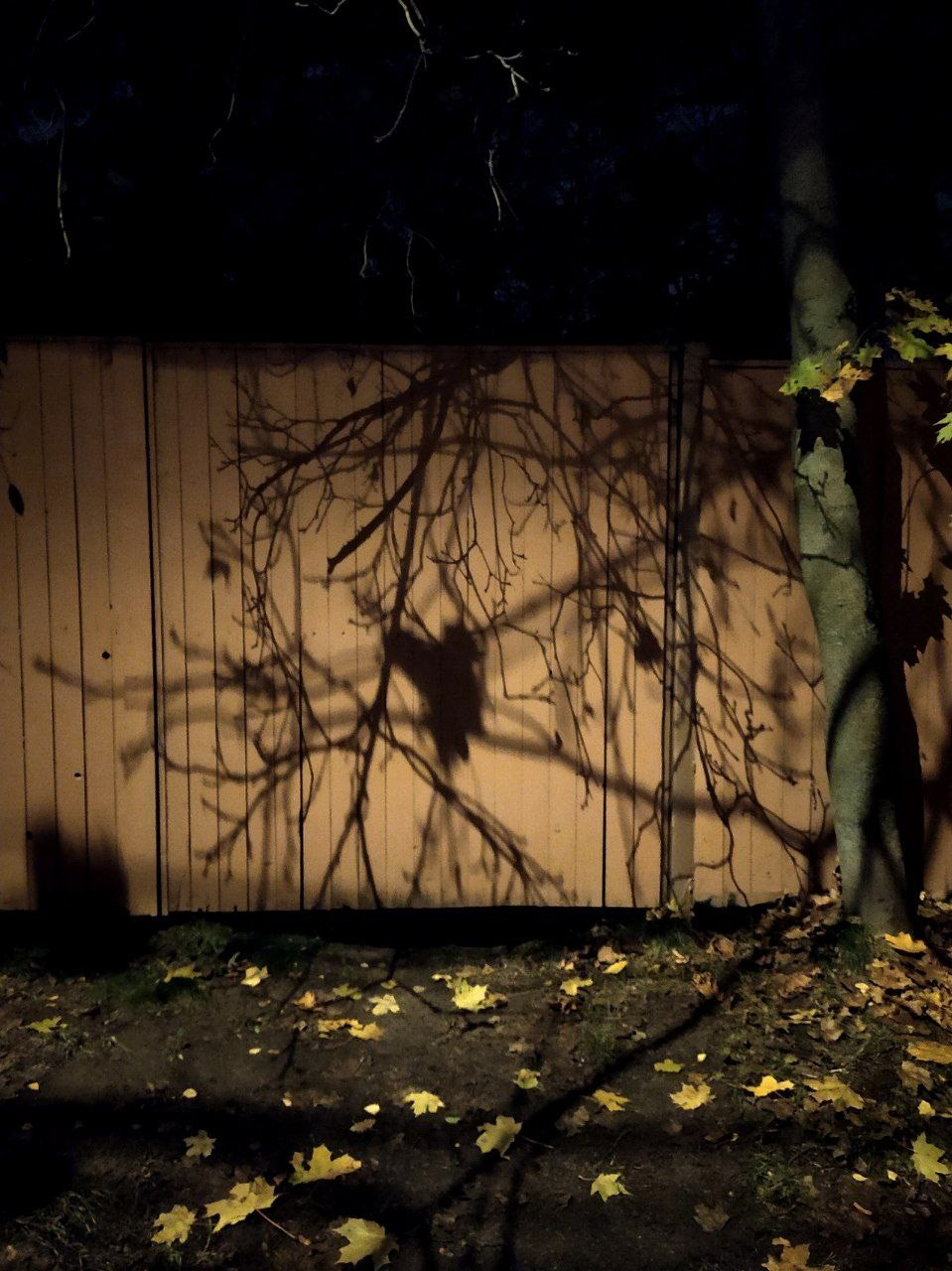 Из сердца лесополосы. Настя Арзуманова, фотограф