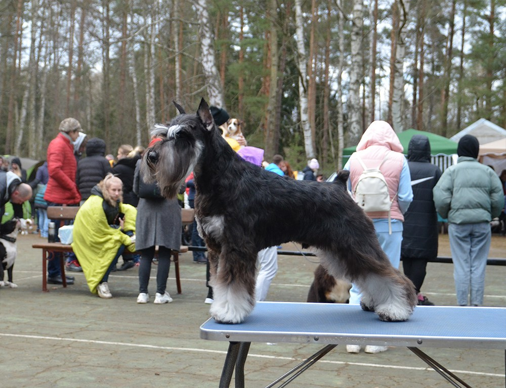 Оскар/Delinso Balance Zaffiro. Питомник цвергшнауцеров в Беларуси «Делинсо Бэлэнс»