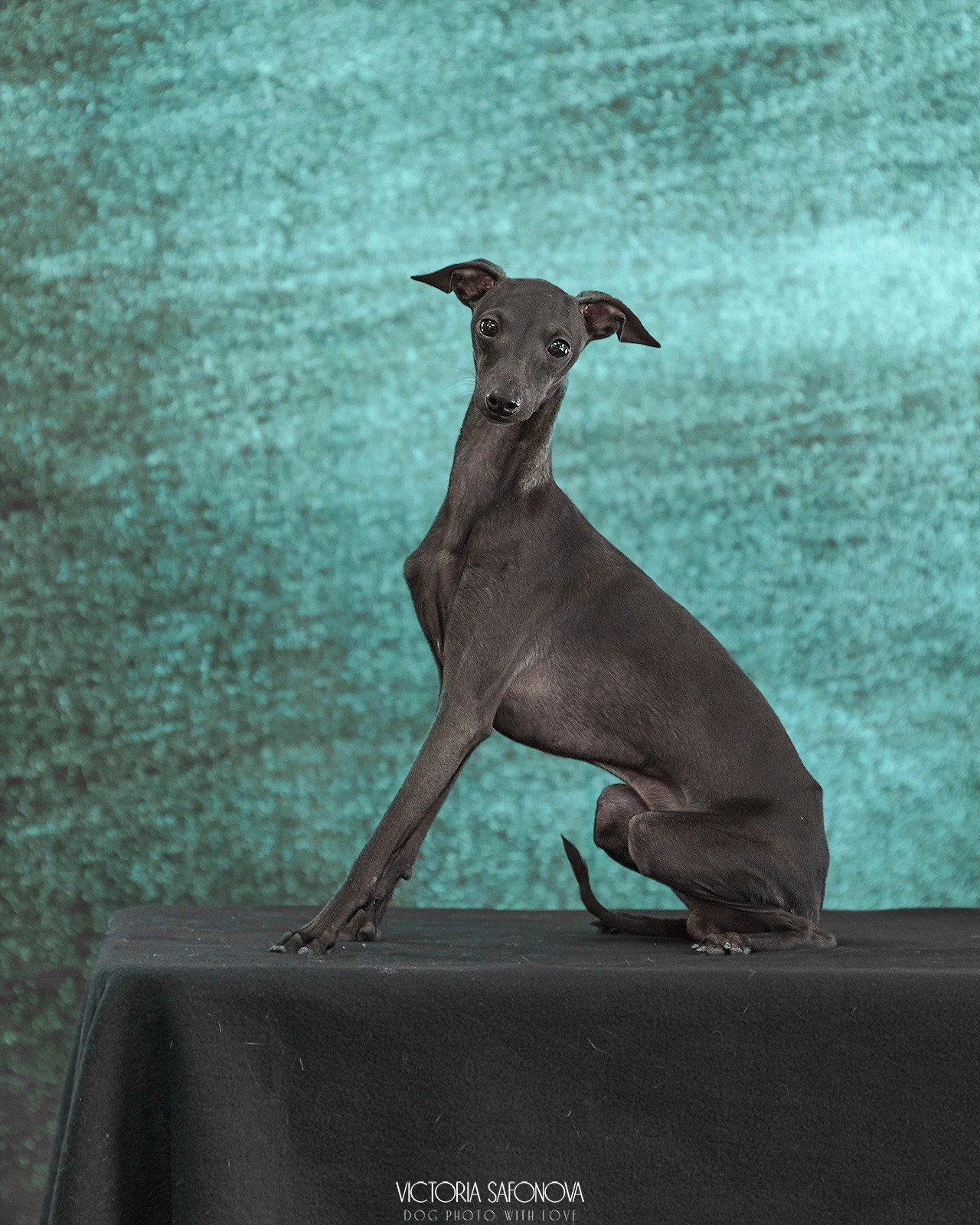 Левретка 21.07.2024. Фотограф анималист Благовещенск. Сафонова Виктория