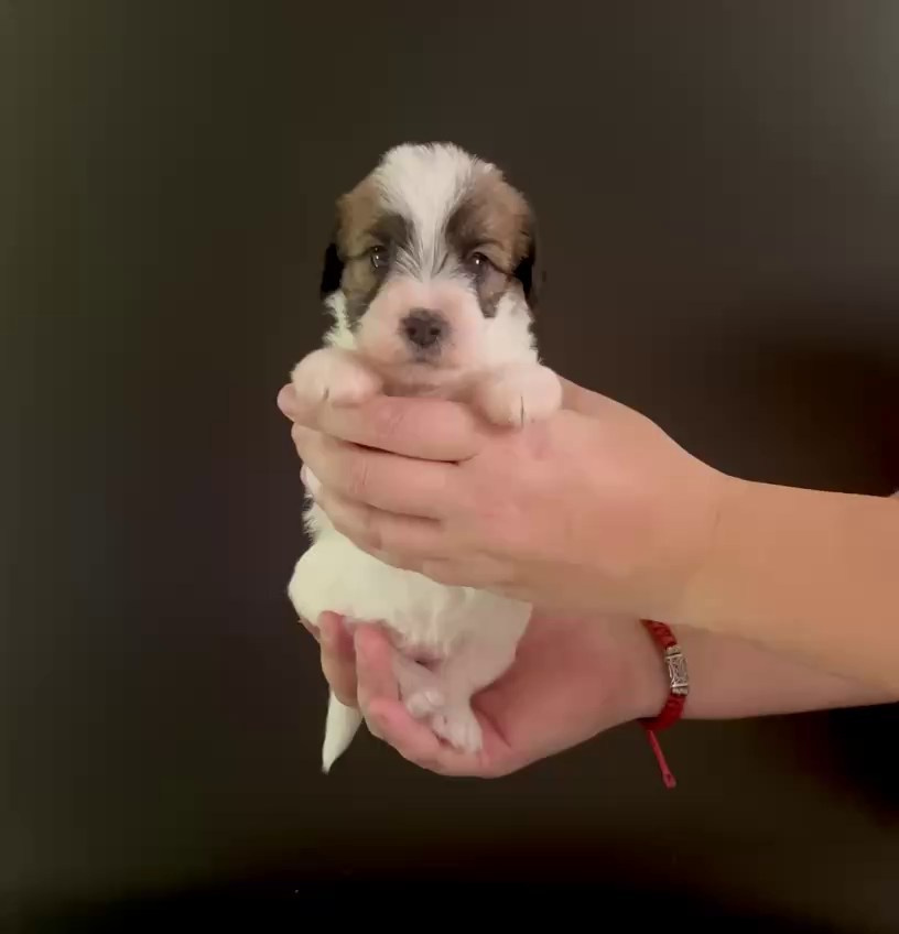 LITTER «M» 11.12.2025. Lovely Orange kennel Jack Russell Terrier FCI/RKF