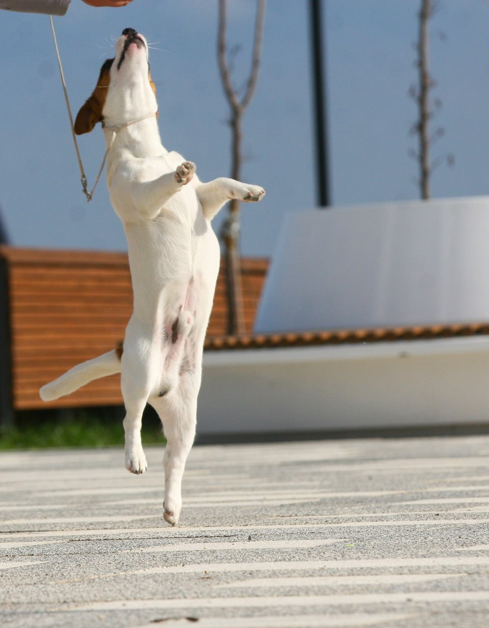 VOLNA STAR LAGERFELD LEGENDS. Lovely-Orange питомник джек рассел терьеров