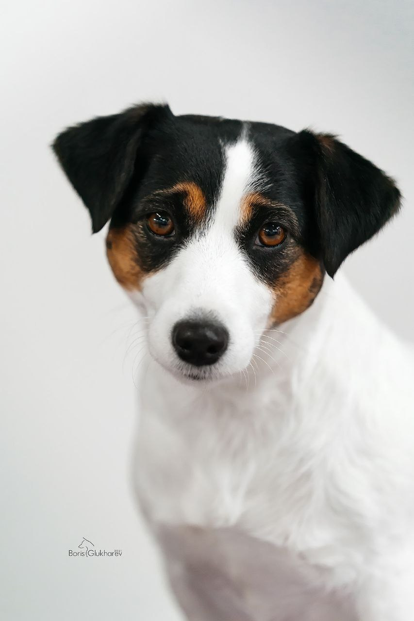 Lovely-Orange Fresh Flowers. Lovely-Orange питомник джек рассел терьеров