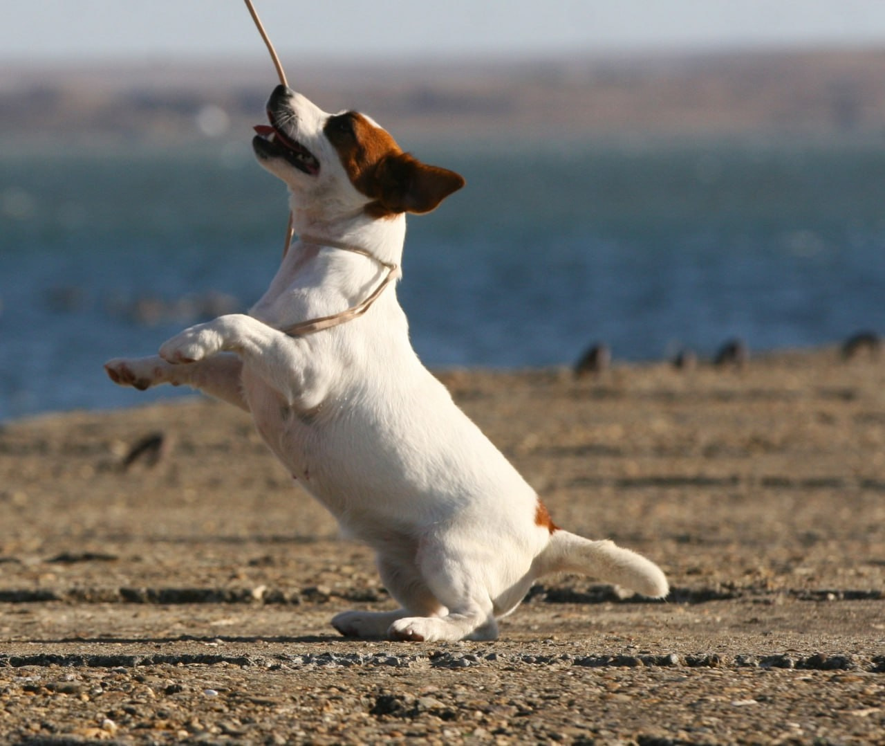 Lovely-Orange Avrora. Lovely-Orange питомник джек рассел терьеров