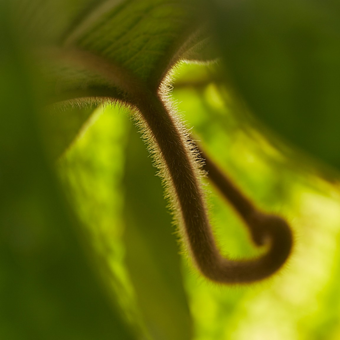 Коллекция «ПРИКОСНОВЕНИЕ». Лена Сми интерьерный и портретный фотограф. Москва и Санкт-Петербург