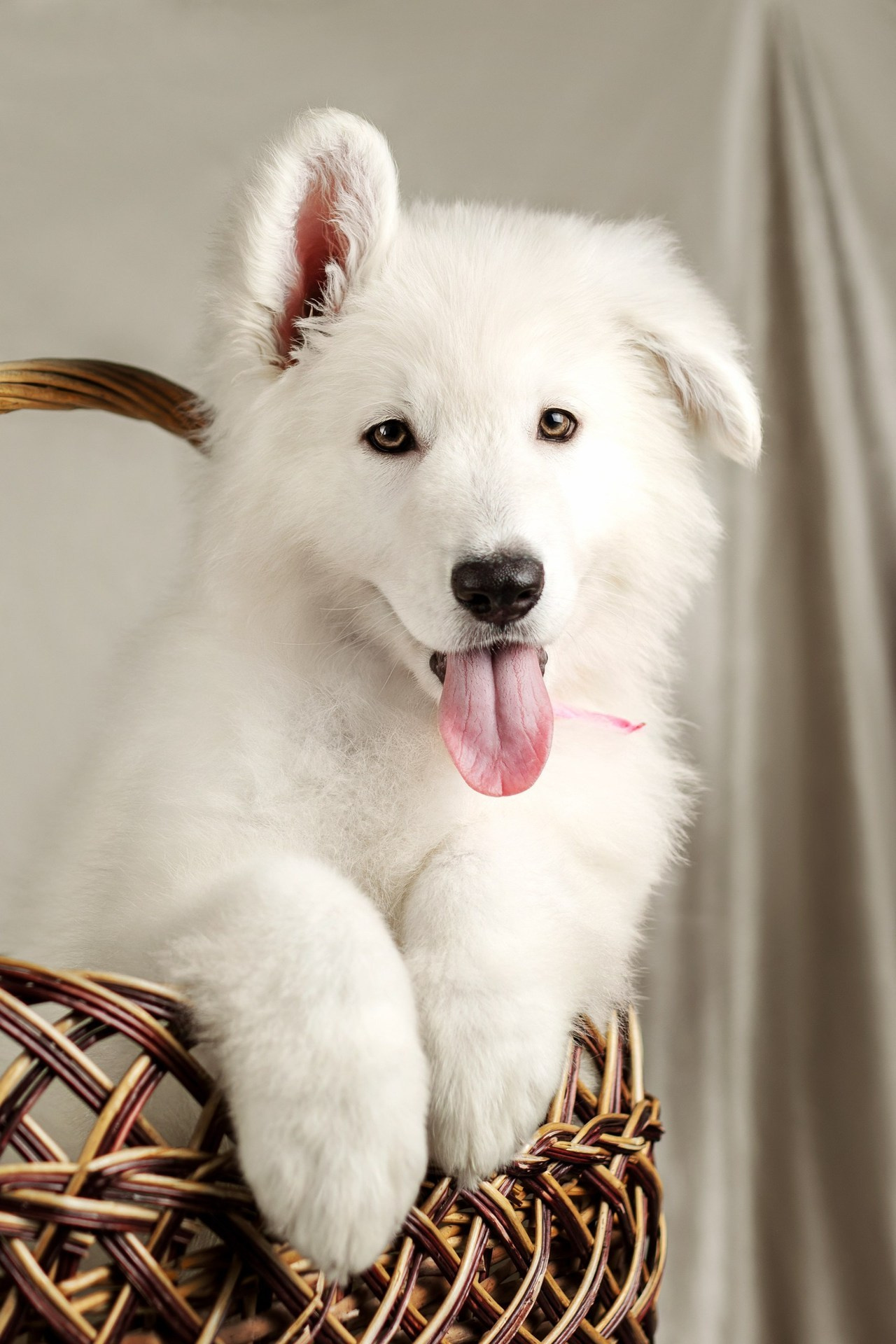 Отзывы. Фотограф-анималист Юлия Зубкова