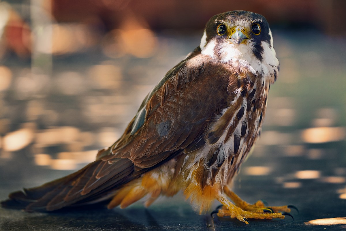 Фотосъемка животных