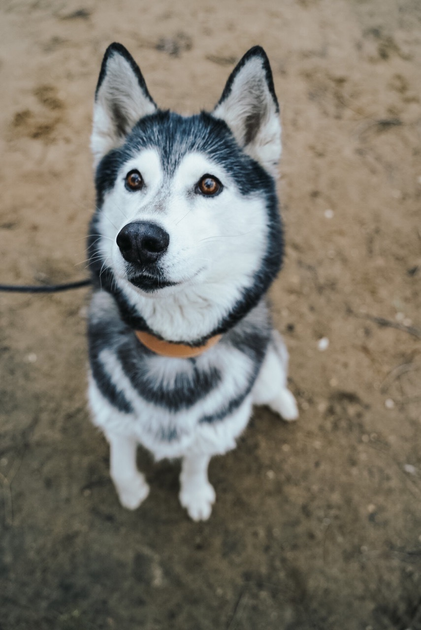 Елена & Илья & Нюша. Портретный фотограф в Москве