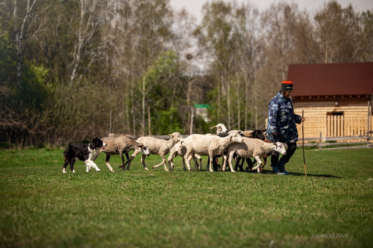 Отзывы. YULA KOLESOVA | Фотограф — Анималист | Художник | Тюмень