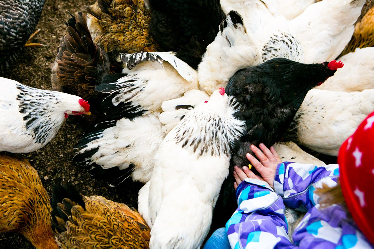 Деревенская еда «Домашние лакомста». Фотограф Красная Поляна — Сочи — Москва
