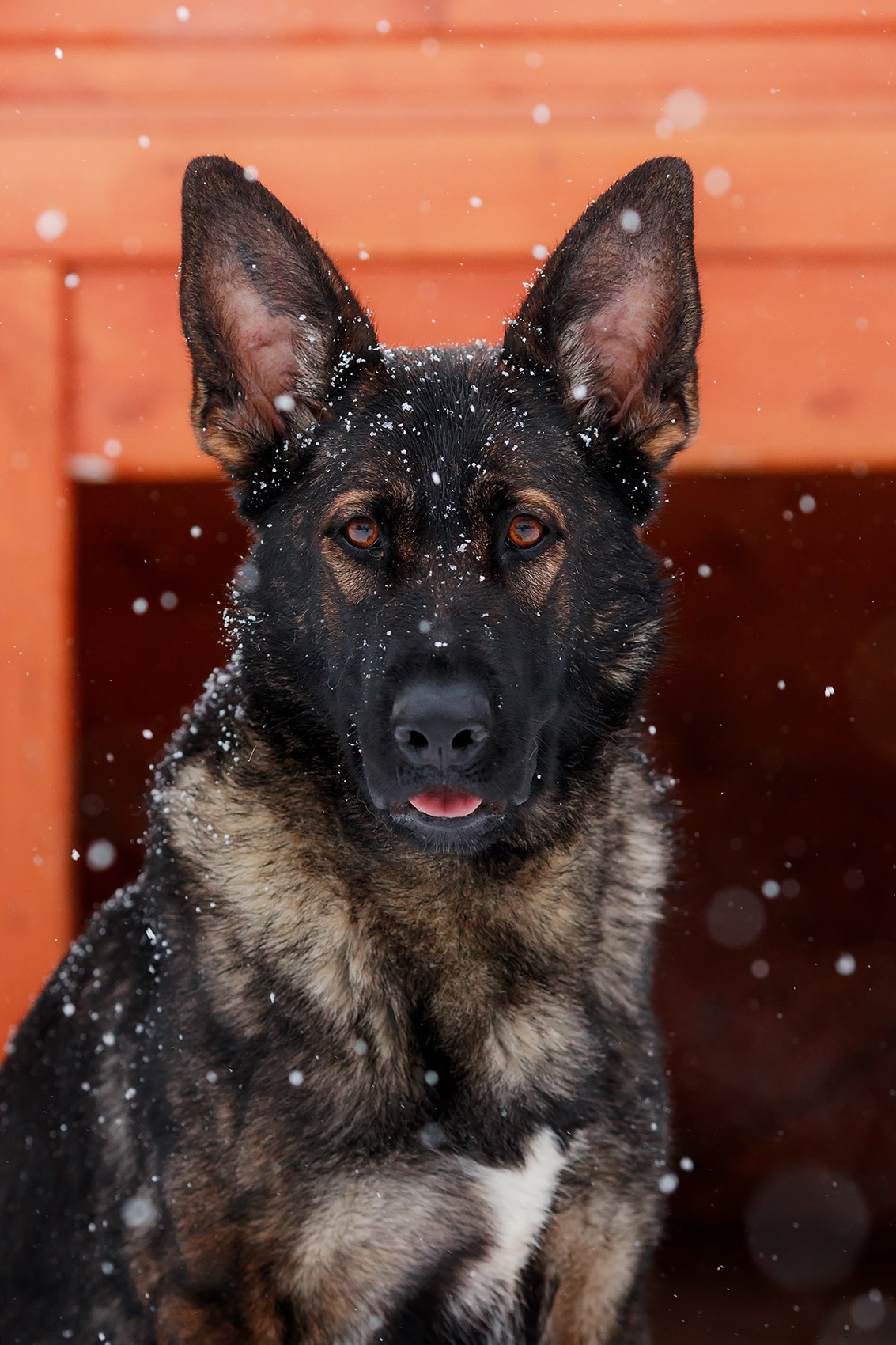 Зимние портреты. Фотограф-анималист Mary Mart — Москва, Питер