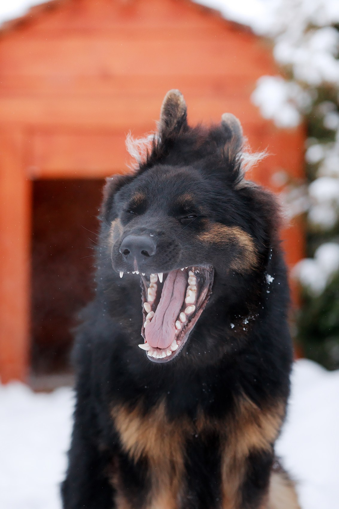 Зимние портреты. Фотограф-анималист Mary Mart — Москва, Питер