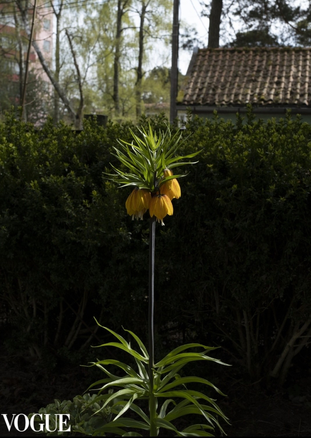 Photovogue. Екатерина Мишина творческий фотограф в Самаре