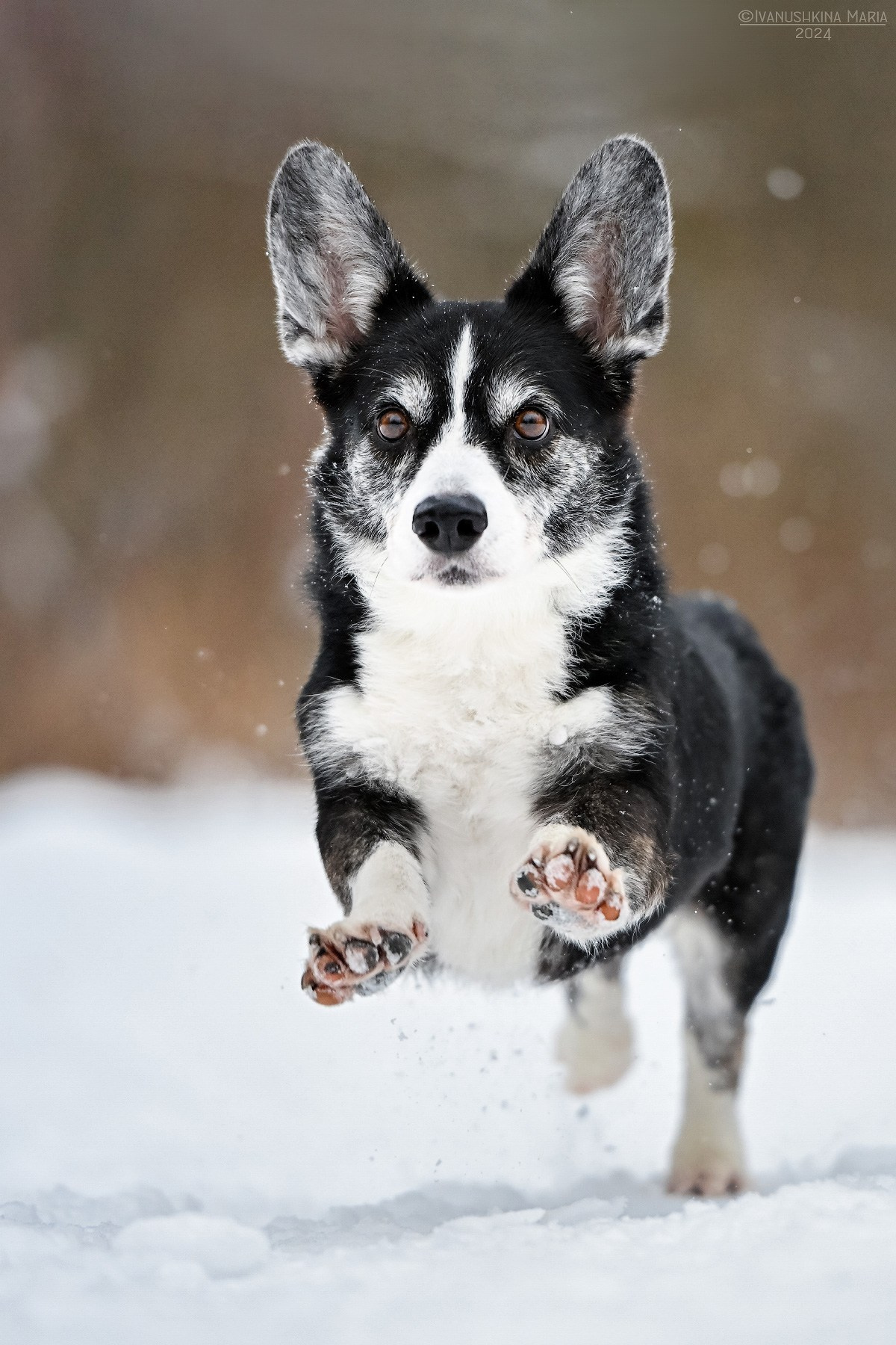Фотограф-анималист. Фотограф собак в Москве и Московской области Иванушкина Мария