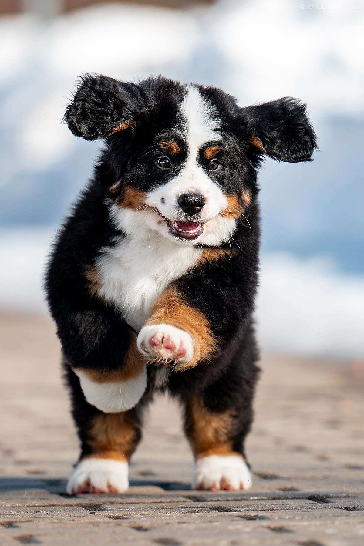 Фотосессия щенков на продажу. Фотограф собак в Москве и Московской области Иванушкина Мария