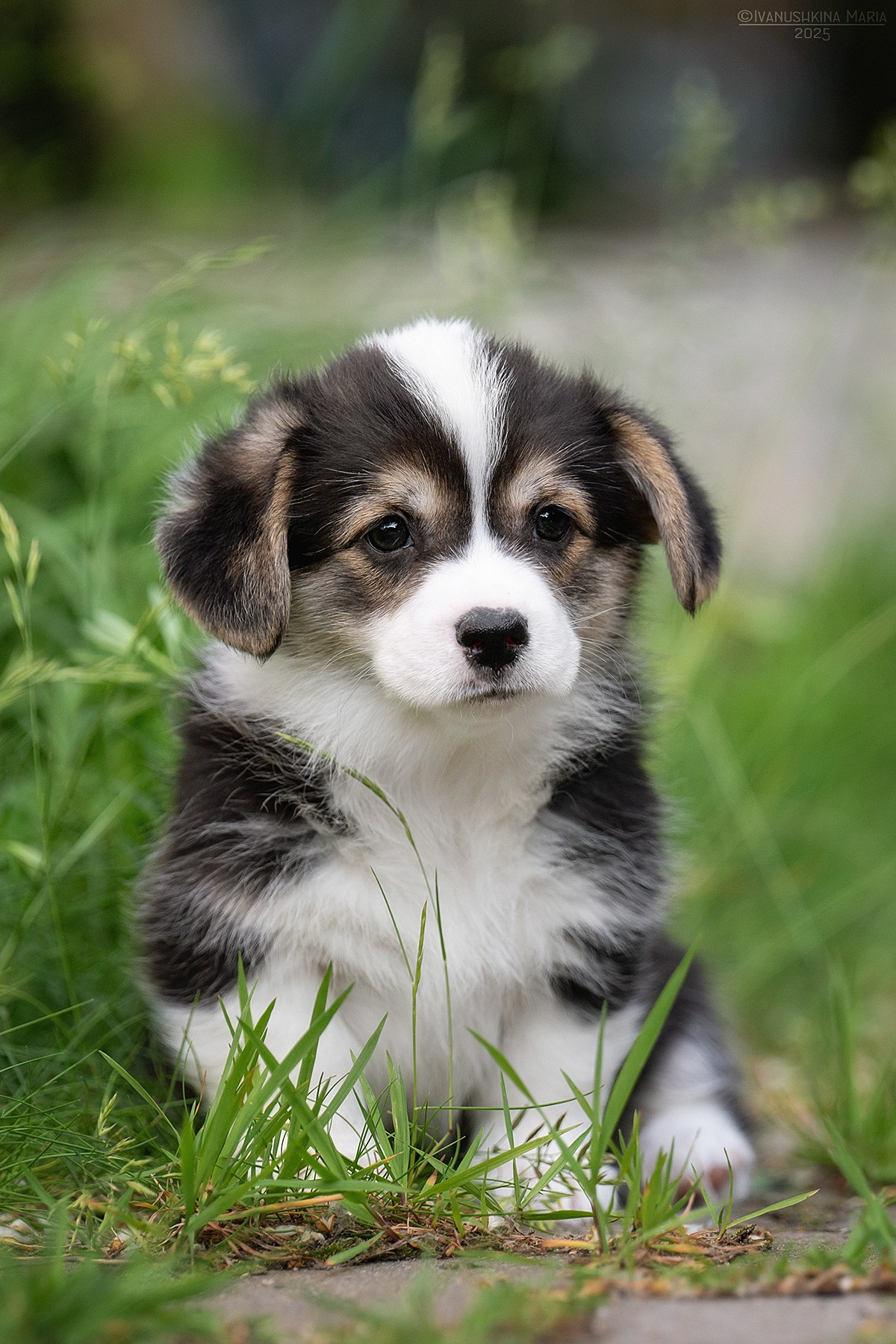 Фотосессия щенков на продажу. Фотограф собак в Москве и Московской области Иванушкина Мария
