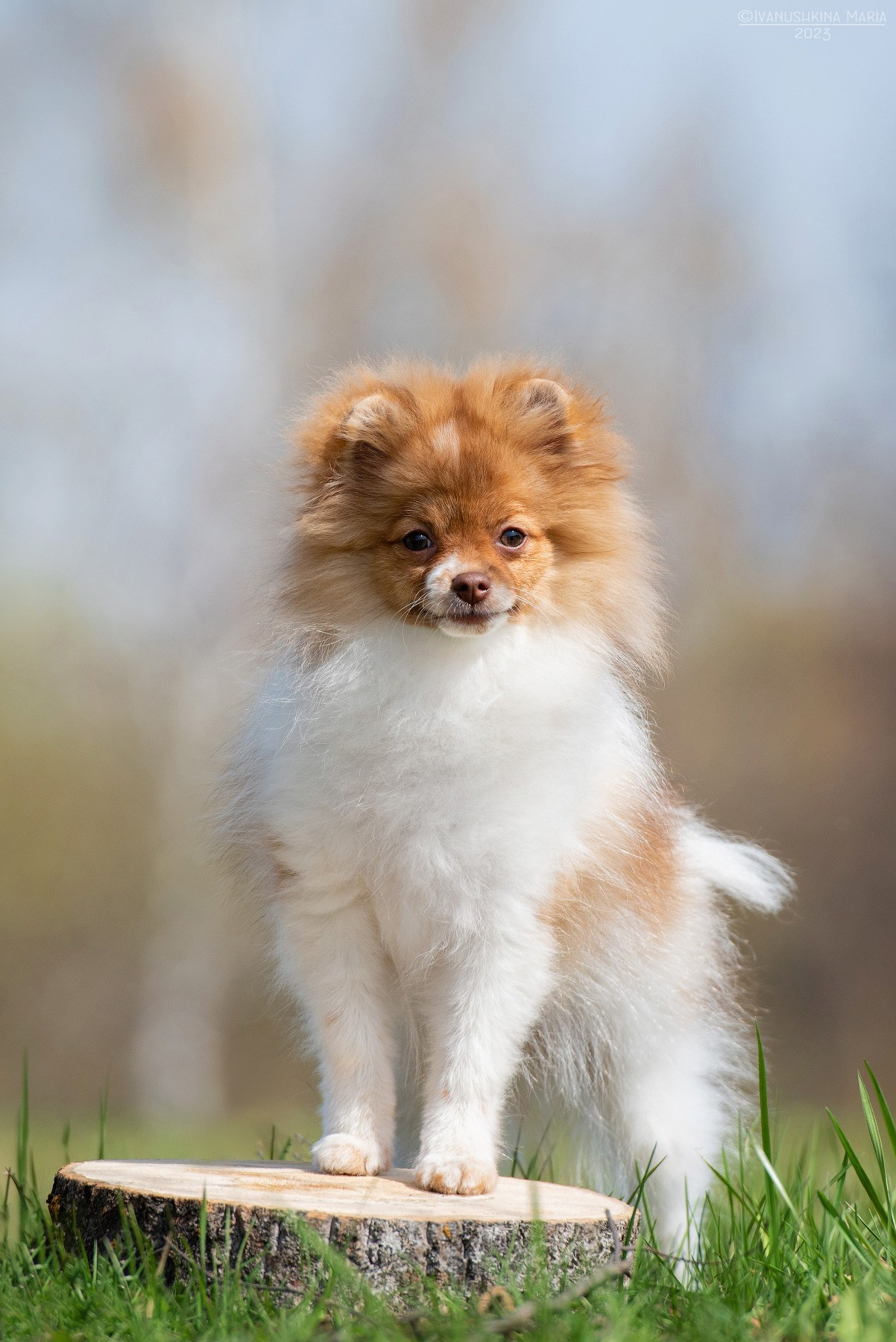 Фотосессия щенков на продажу. Фотограф собак в Москве и Московской области Иванушкина Мария