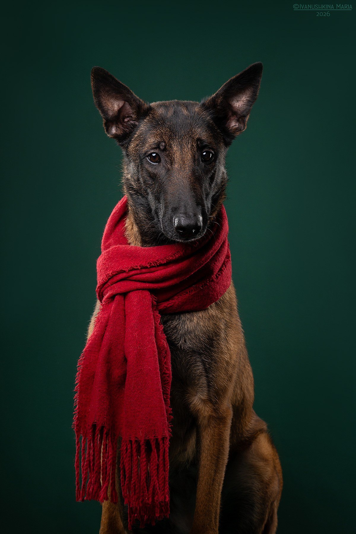 Фотосессия собаки в студии. Фотограф собак в Москве и Московской области Иванушкина Мария