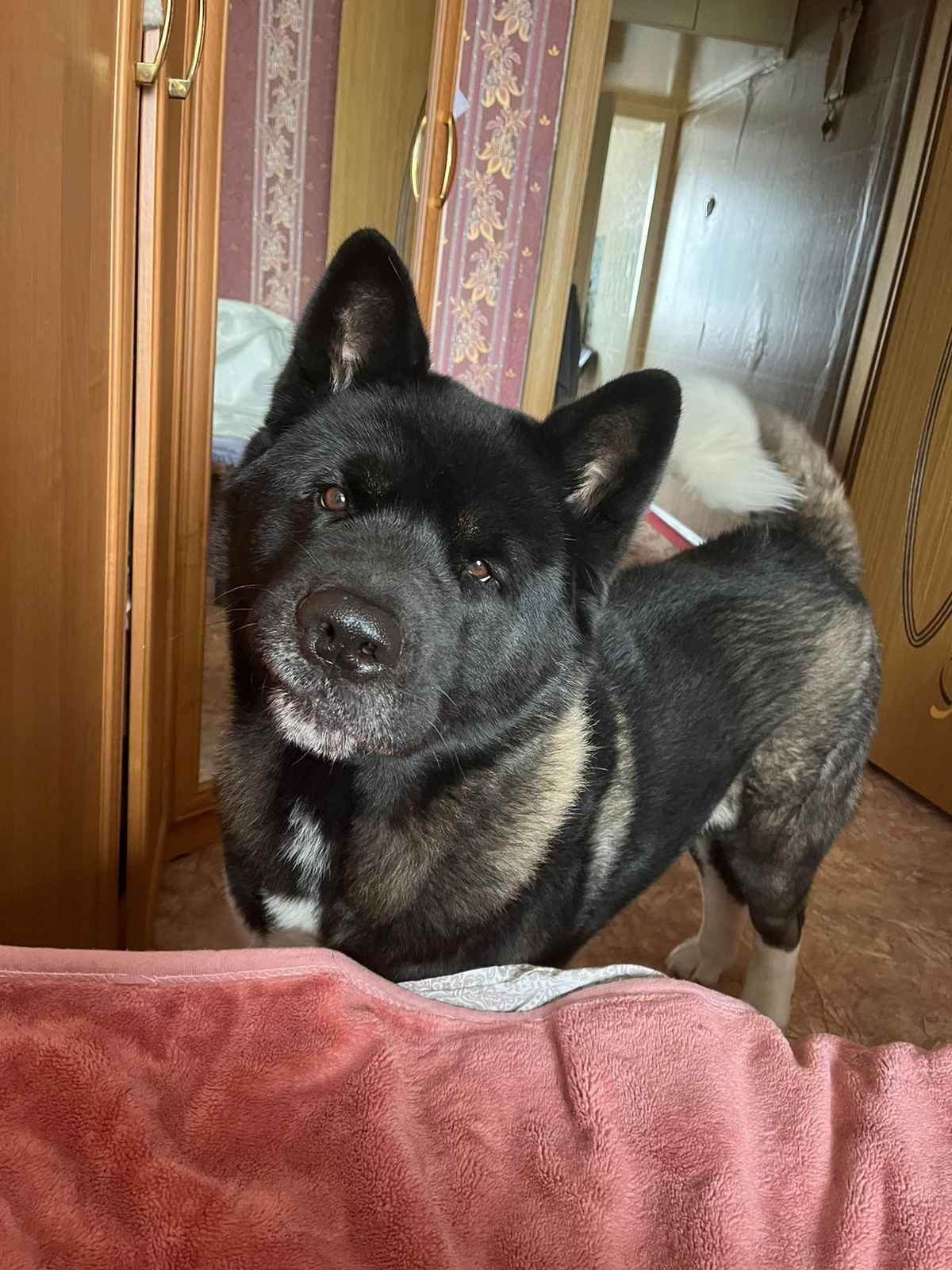 Rubylight Grom Американская акита питомник Рубилайт