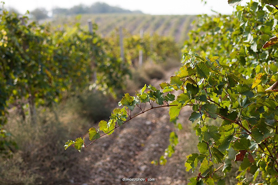 Винзавод Качинский +. Свадебный фотограф, фотосъемка в Крыму, Севастополе, Симферополе, Ялте